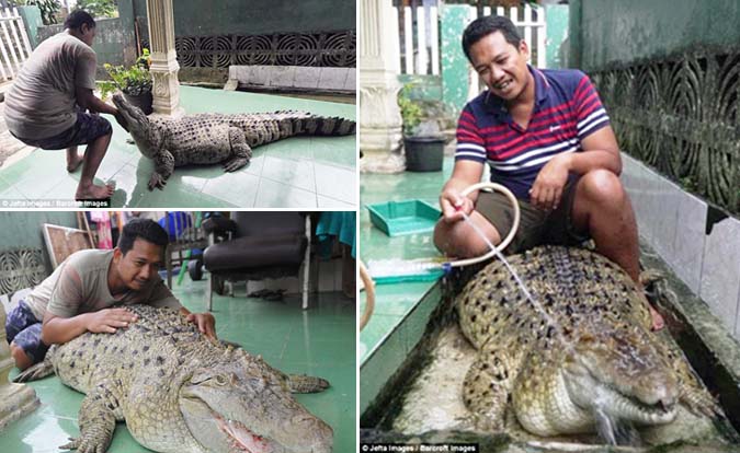 Hanya di Indonesia Buaya jadi Hewan Peliharaan, Ini Faktanya